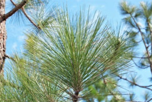 A longleaf pine branch