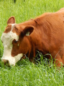 Brown and white cow eating grass