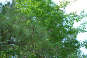 loblolly pine branch in foreground