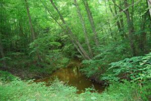 Stream in woods