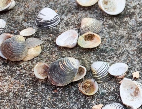 Freshwater Mussels in Virginia